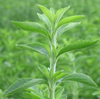 stevia Stevia endulzante natural