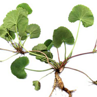 Centella asiatica