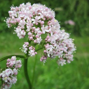 Valeriana